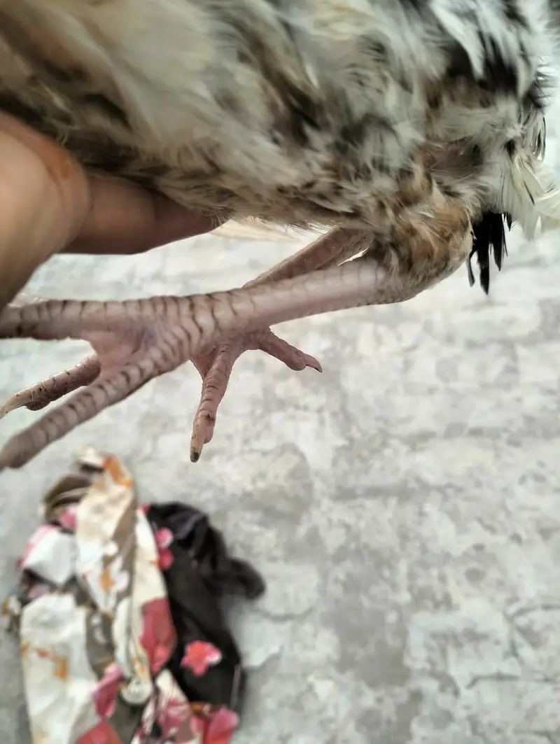 Mainwali assel Home breed 1pices 2500 3 pices Jo la ga munasib ho jai — photo 12