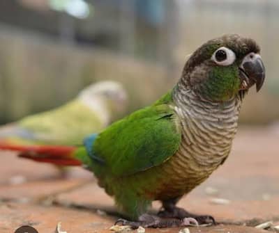 pineapple canure parrot active and beautiful