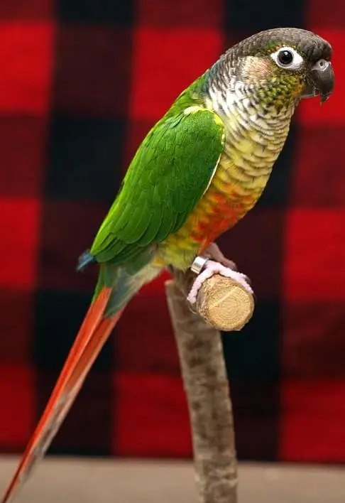 pineapple canure parrot active and beautiful — photo 2