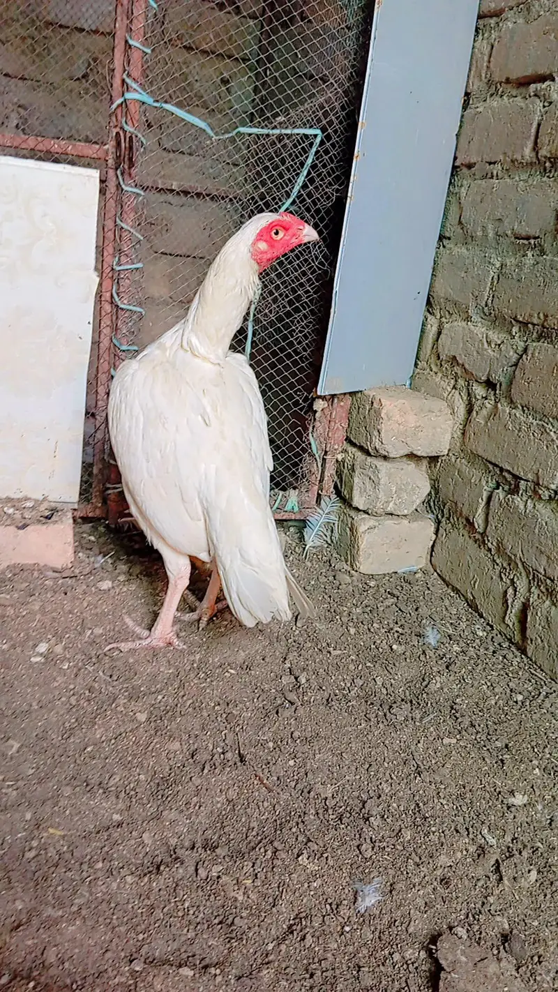 Heera Madi — photo 2