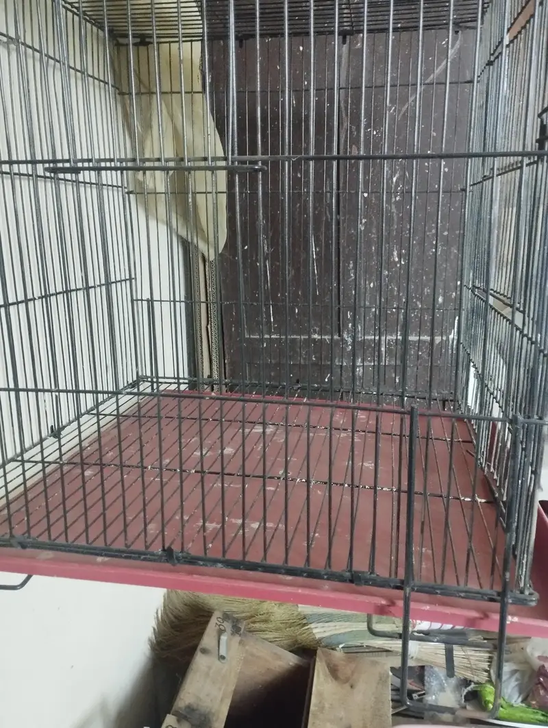 Love bird solid cage — photo 5