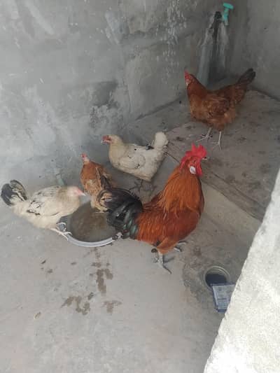 4 murgiyan 1murga