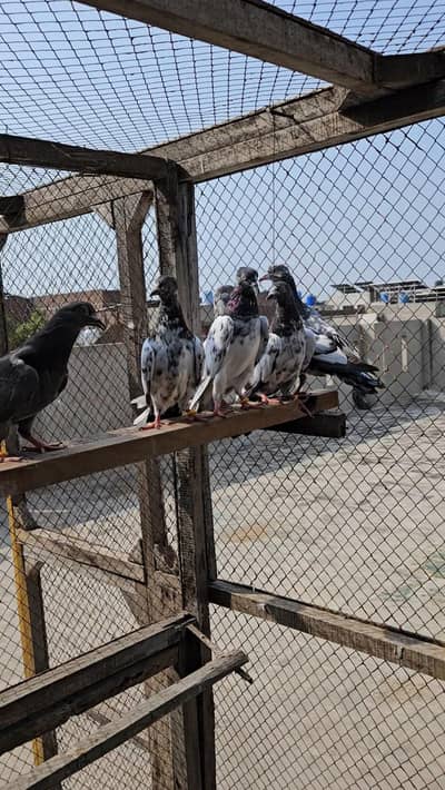 Parwazi or Breeder kabootar