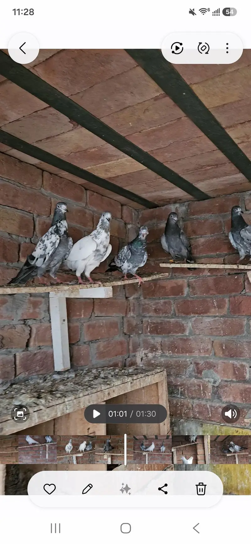 Parwazi or Breeder kabootar — photo 2