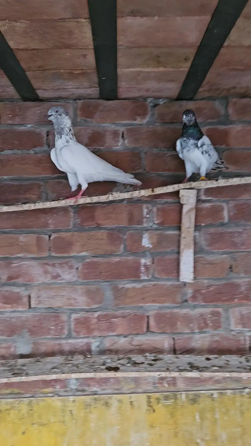 Parwazi or Breeder kabootar — photo 4