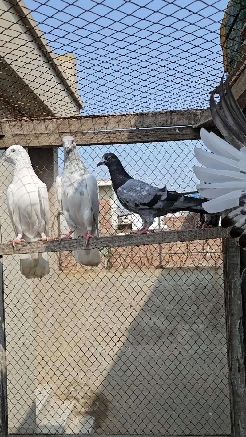 Parwazi or Breeder kabootar — photo 5