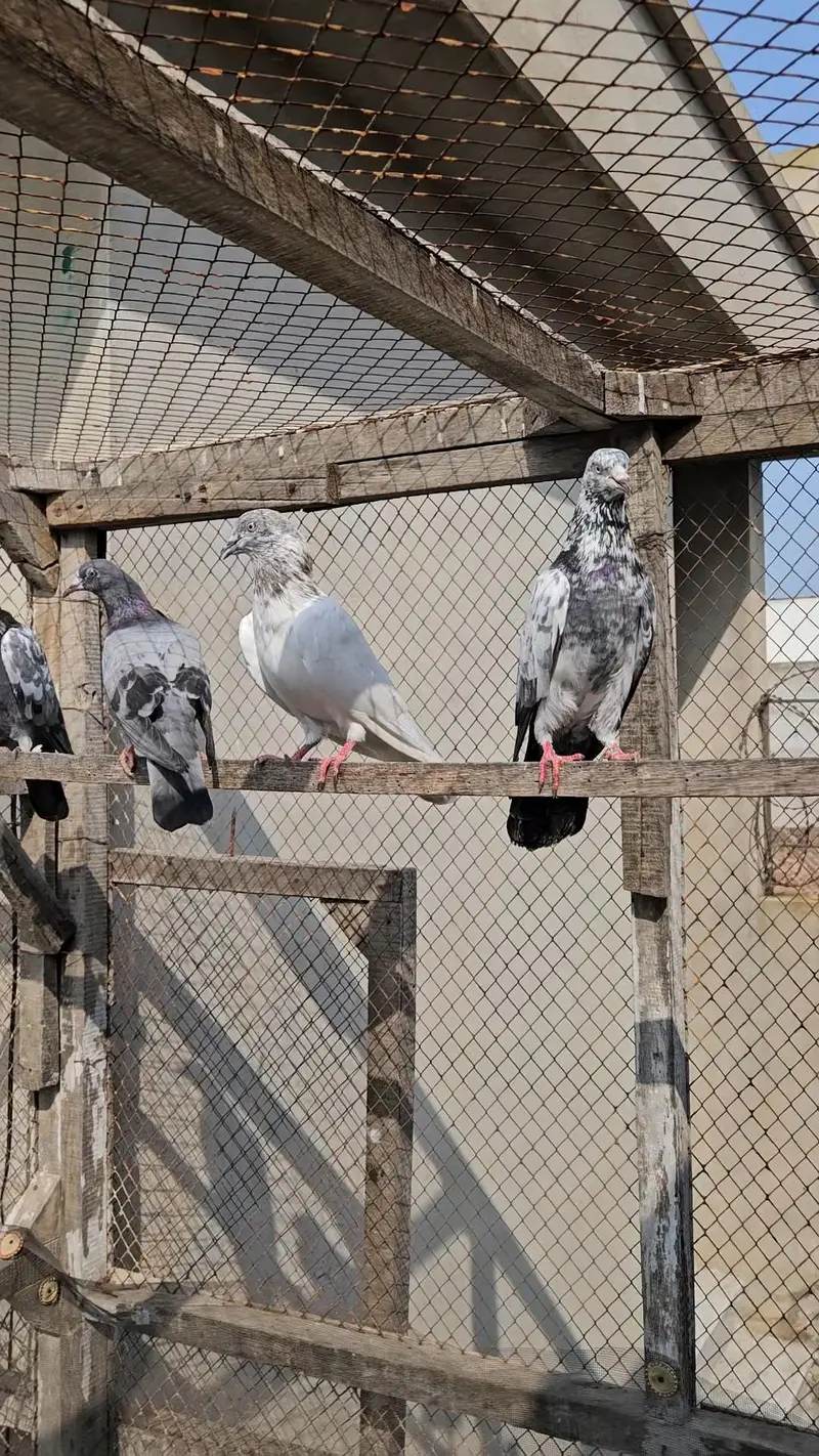 Parwazi or Breeder kabootar — photo 6