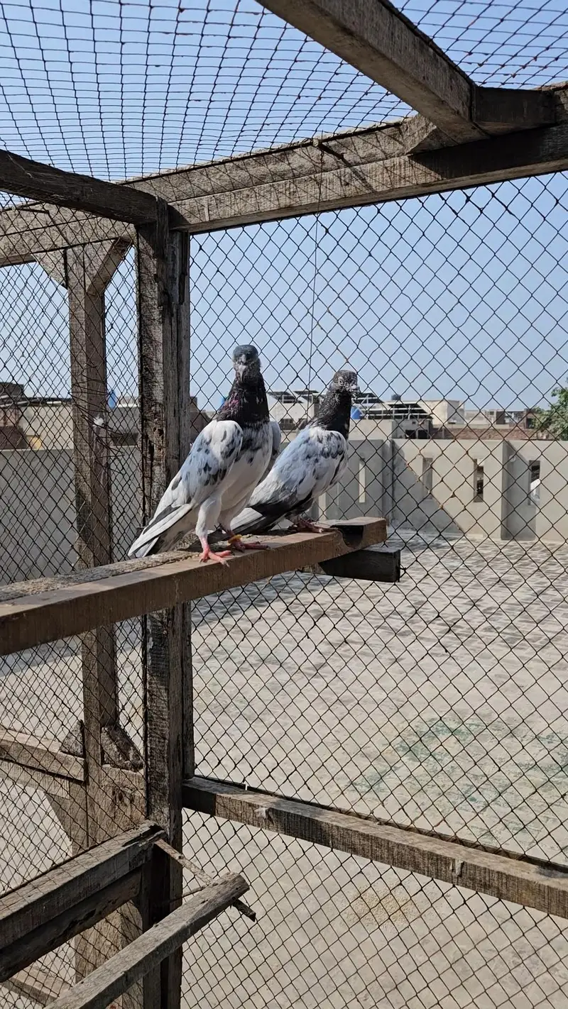 Parwazi or Breeder kabootar — photo 7
