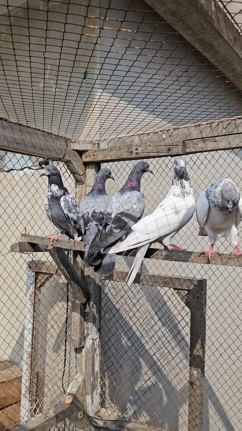 Parwazi or Breeder kabootar — photo 8