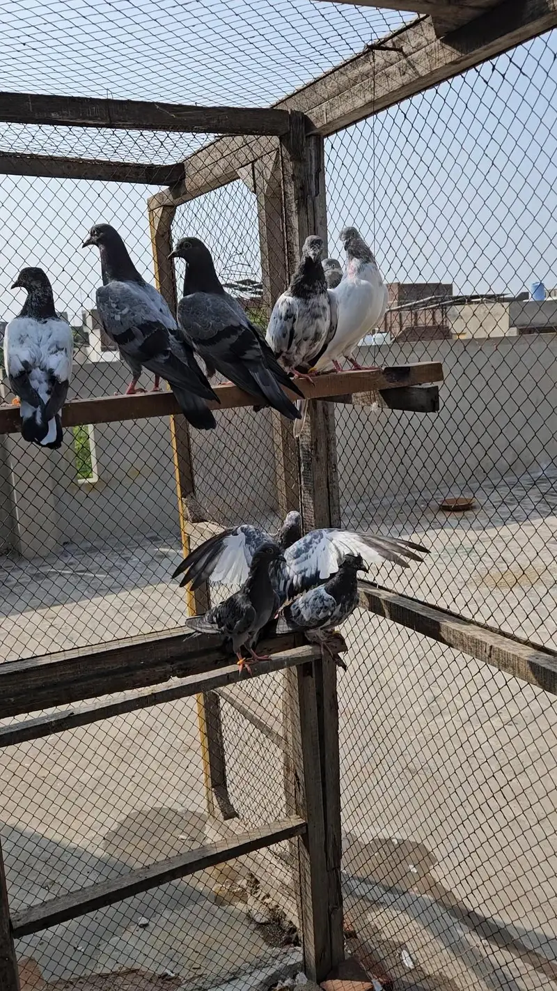 Parwazi or Breeder kabootar — photo 9