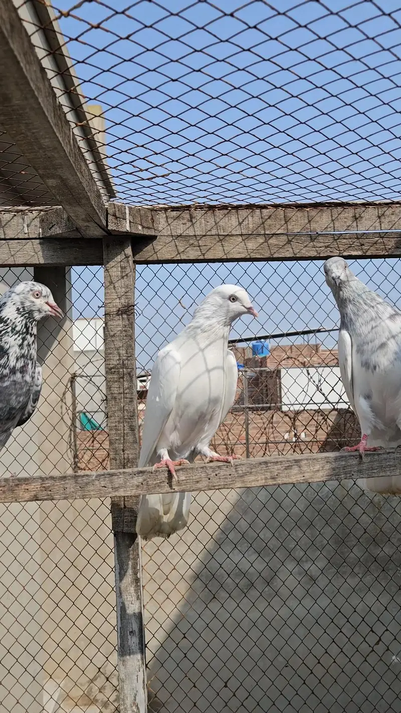 Parwazi or Breeder kabootar — photo 10