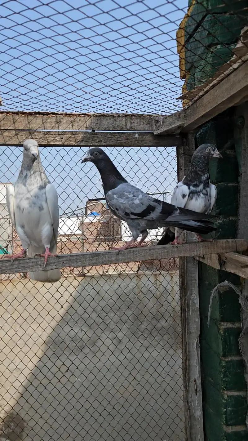 Parwazi or Breeder kabootar — photo 11