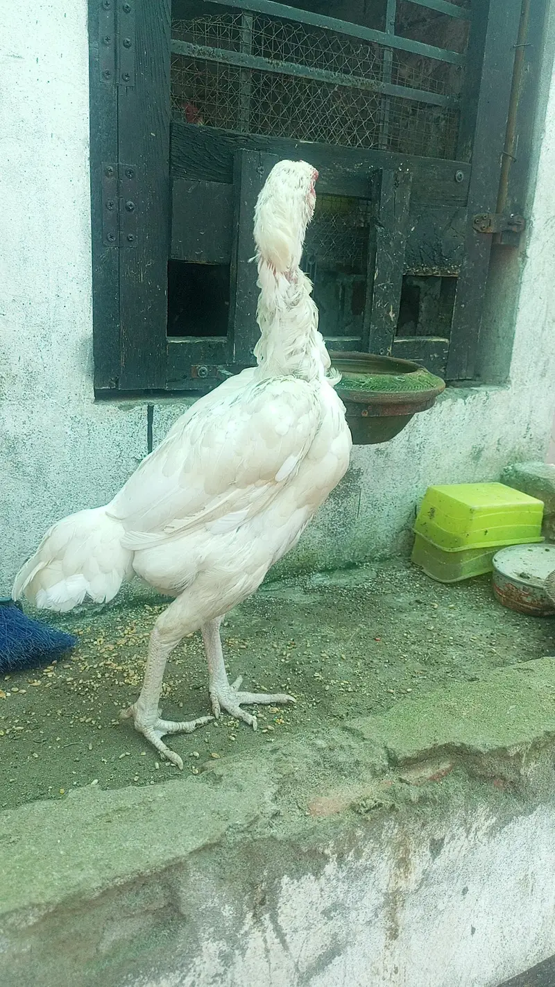 Heera Aseel Females Hens ( 03204661930 ) WhatsApp — photo 2