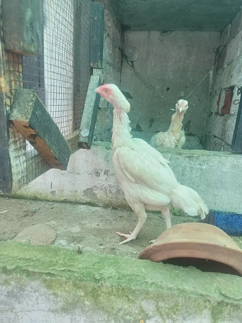 Heera Aseel Females Hens ( 03204661930 ) WhatsApp — photo 5