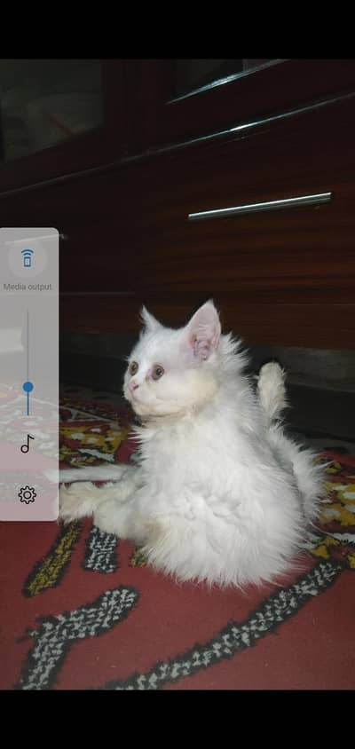 female baby Persian cat