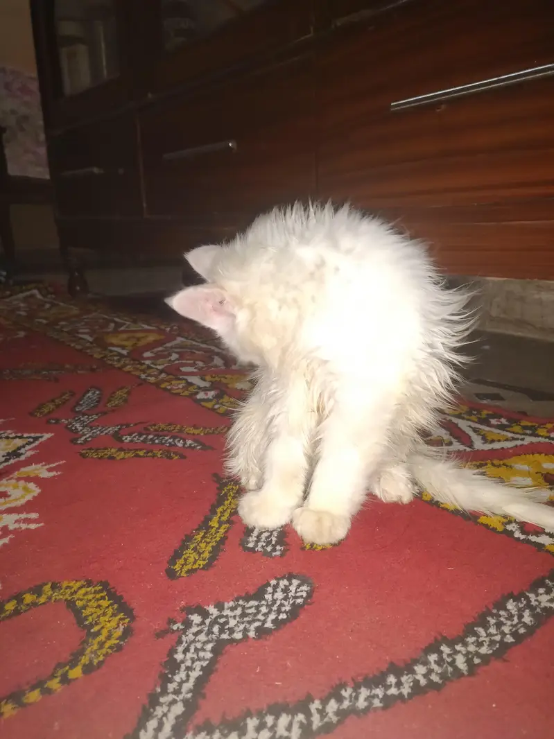 female baby Persian cat — photo 3