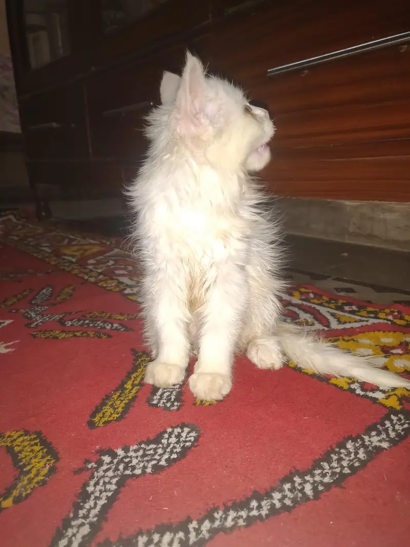 female baby Persian cat — photo 4