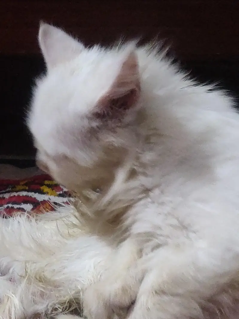female baby Persian cat — photo 5