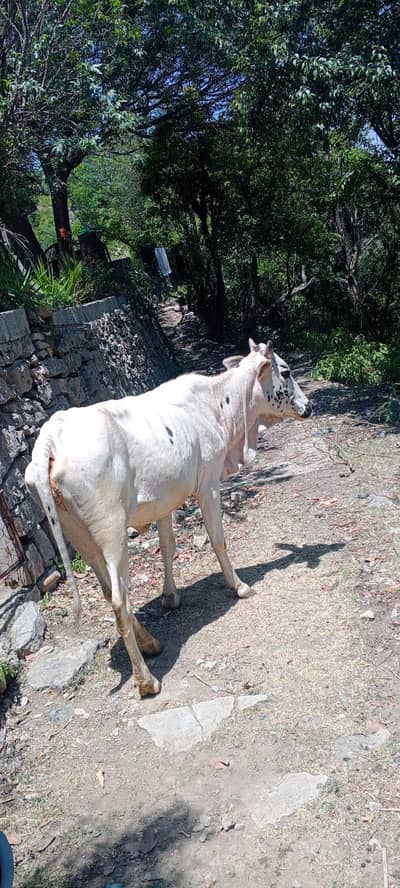 bachri cow for sale