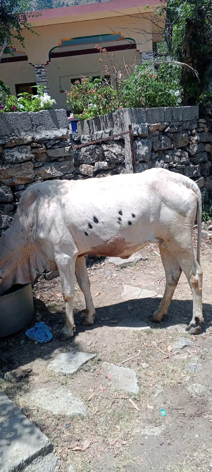 bachri cow for sale — photo 2