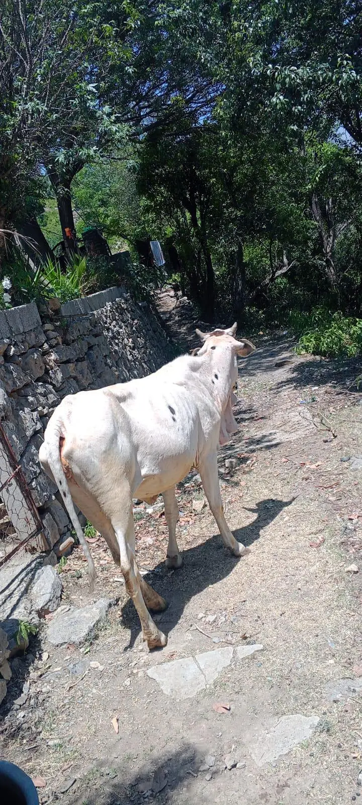 bachri cow for sale — photo 3