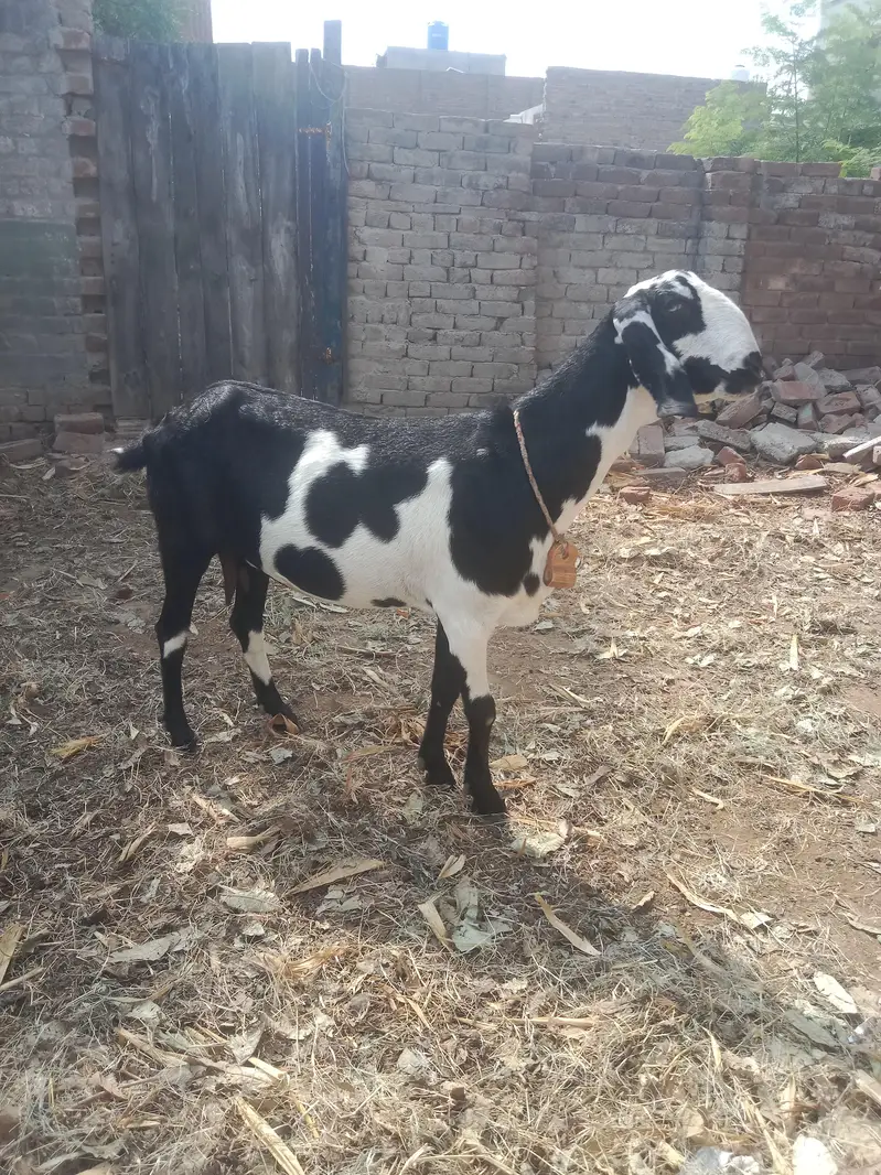 2 bakria ak daihi mahiny ki gaban ak 2 mAh ki gaban — photo 3