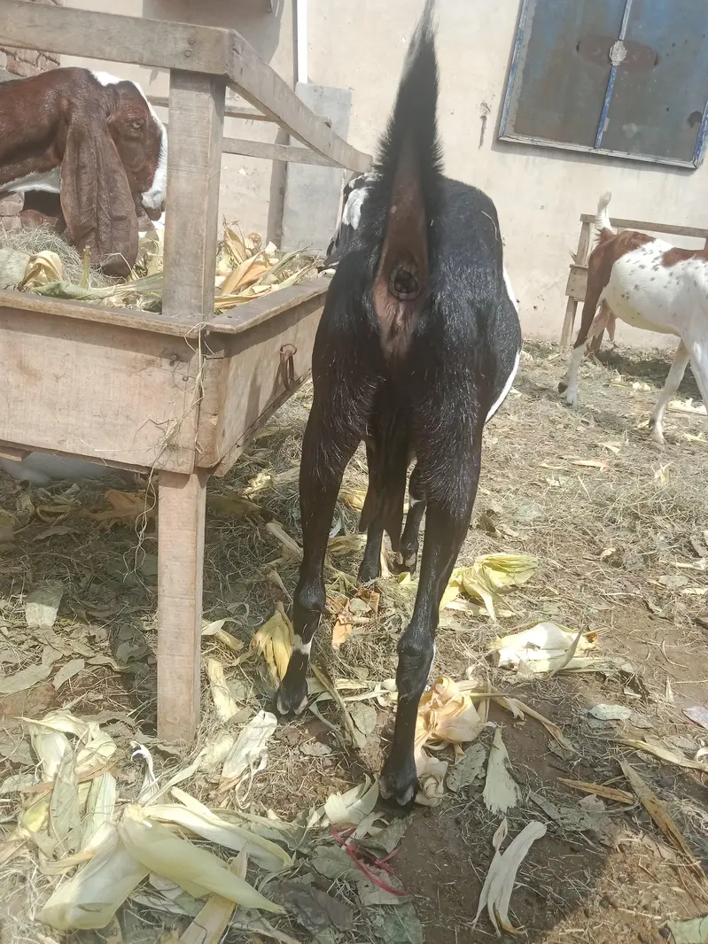 2 bakria ak daihi mahiny ki gaban ak 2 mAh ki gaban — photo 5