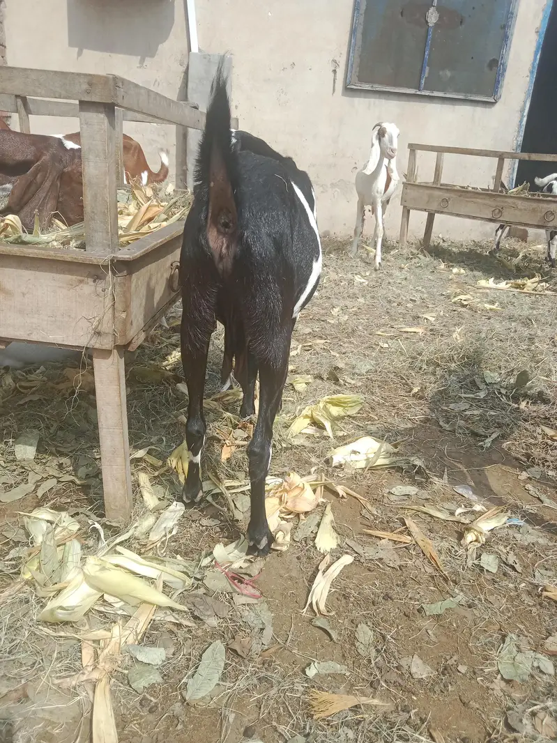 2 bakria ak daihi mahiny ki gaban ak 2 mAh ki gaban — photo 6