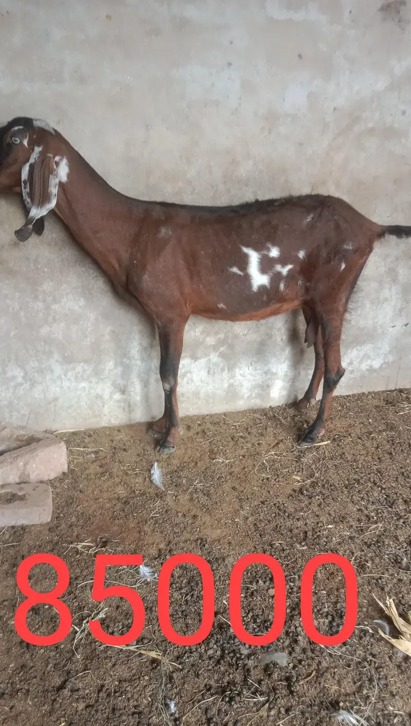 2 bakria ak daihi mahiny ki gaban ak 2 mAh ki gaban — photo 11