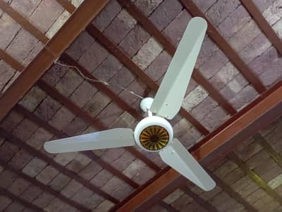 New Fan