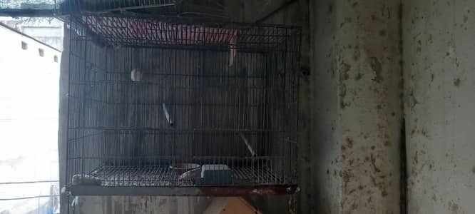2 cage 031686-42630