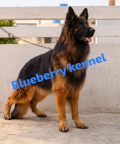 German shepherd Male 03134111831