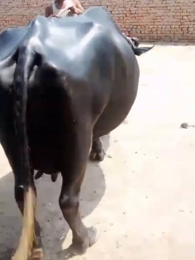 neli Ravi 17kg previous milking record