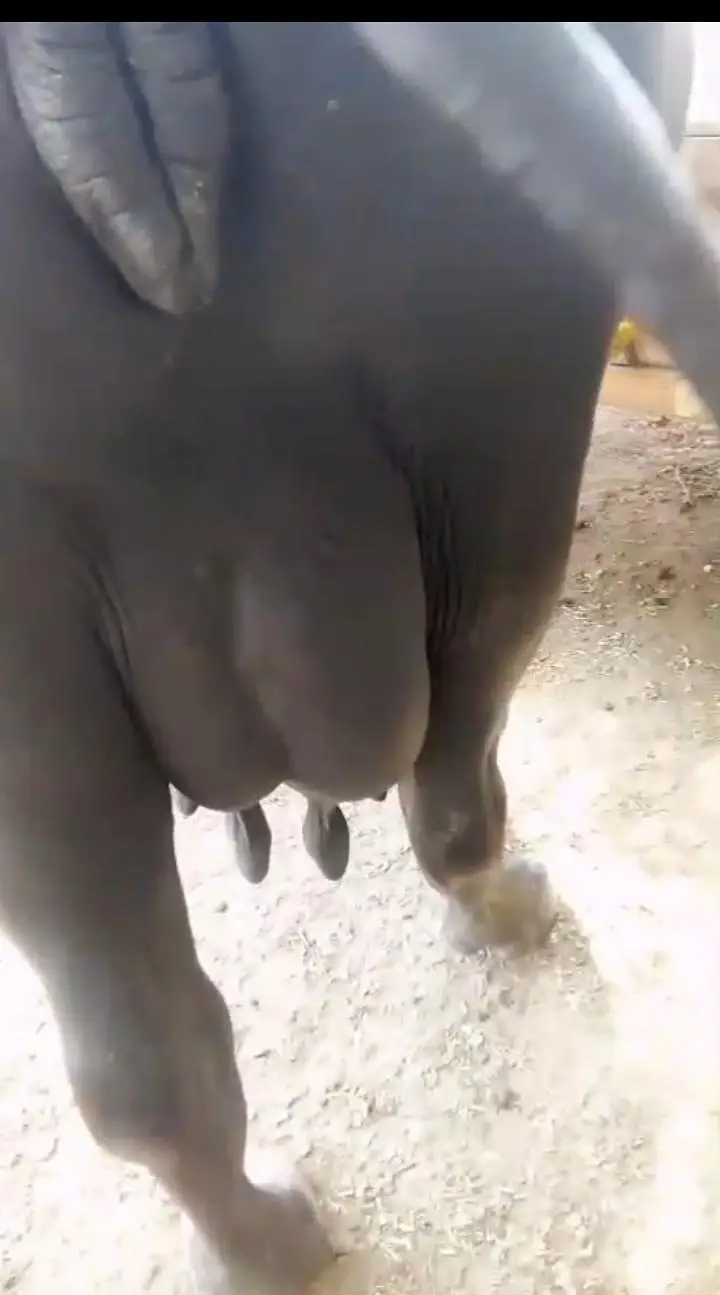 neli Ravi 17kg previous milking record — photo 2