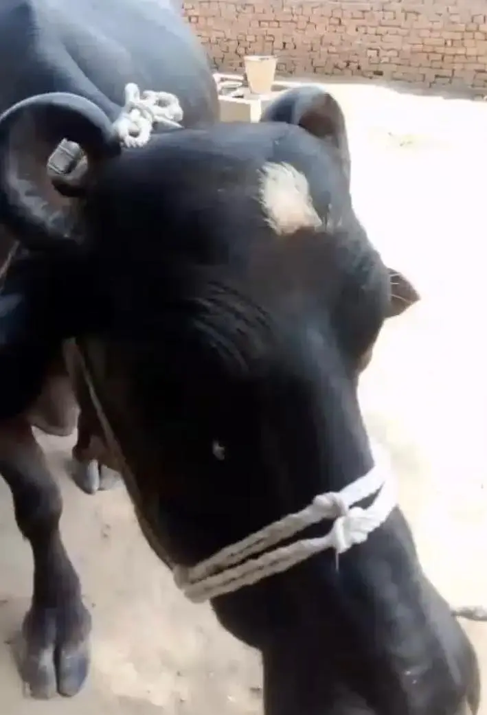neli Ravi 17kg previous milking record — photo 3