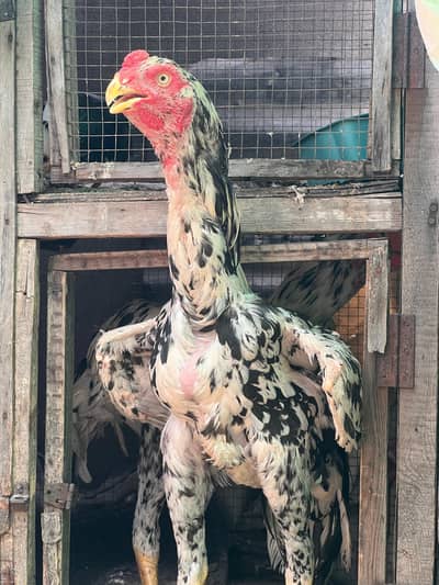 parrot beak aseel