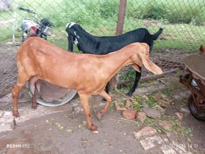 Desi beetal cross Goat