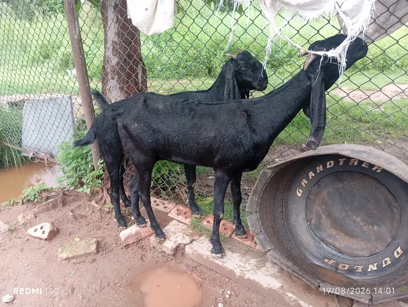 Desi beetal cross Goat — photo 2