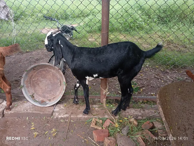 Desi beetal cross Goat — photo 3