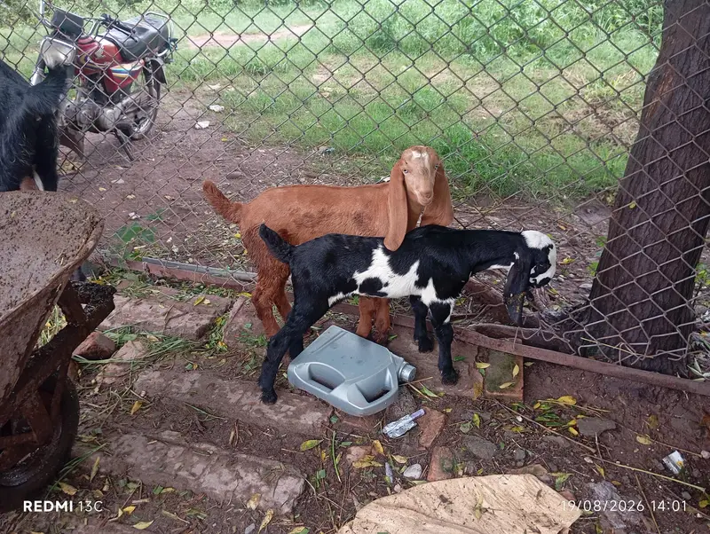 Desi beetal cross Goat — photo 4