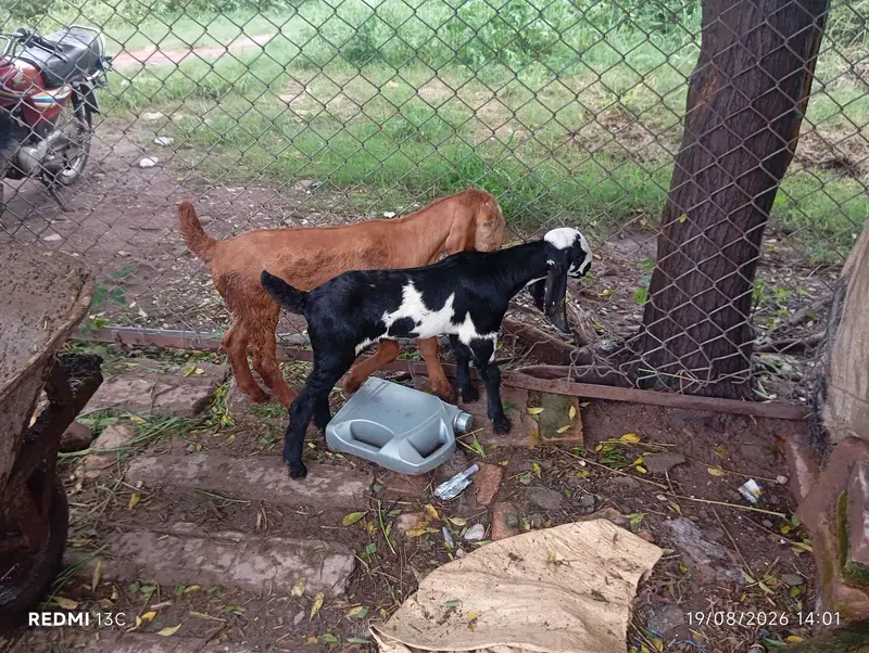 Desi beetal cross Goat — photo 5