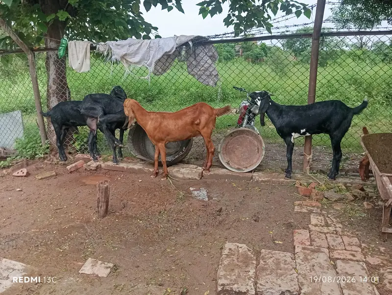 Desi beetal cross Goat — photo 6