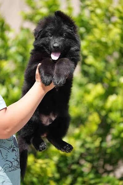 long coat top quality puppy black gsd puppy available