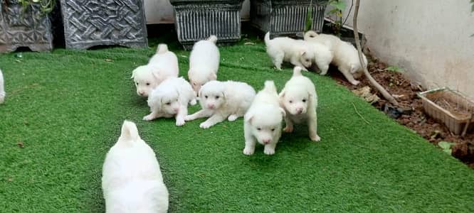Top Quality Russian puppies are available for sale