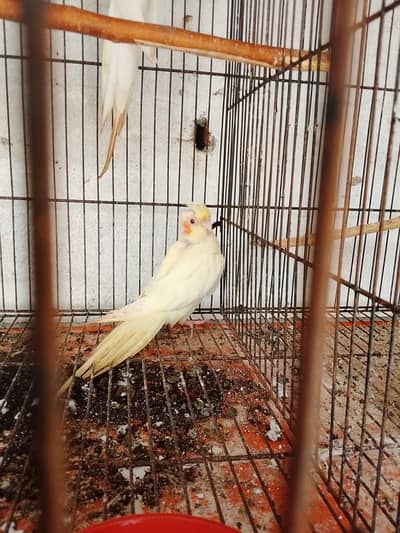 cocktail pice for sale pr pice 1800