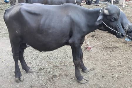 Male Buffalo for Sale