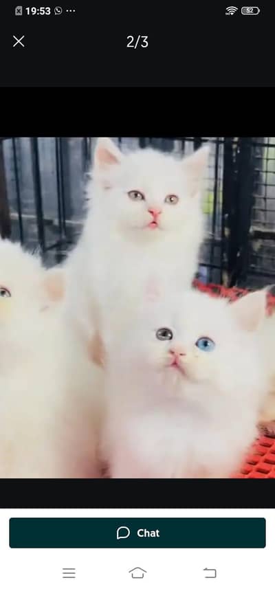 Persian cat for sale male or female WhatsApp320=81=75=394