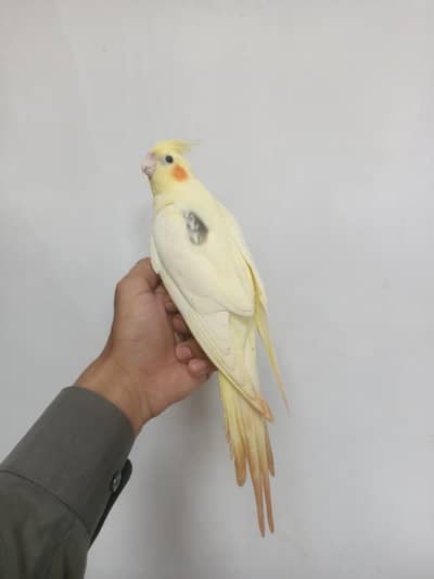 hantame cockatiel