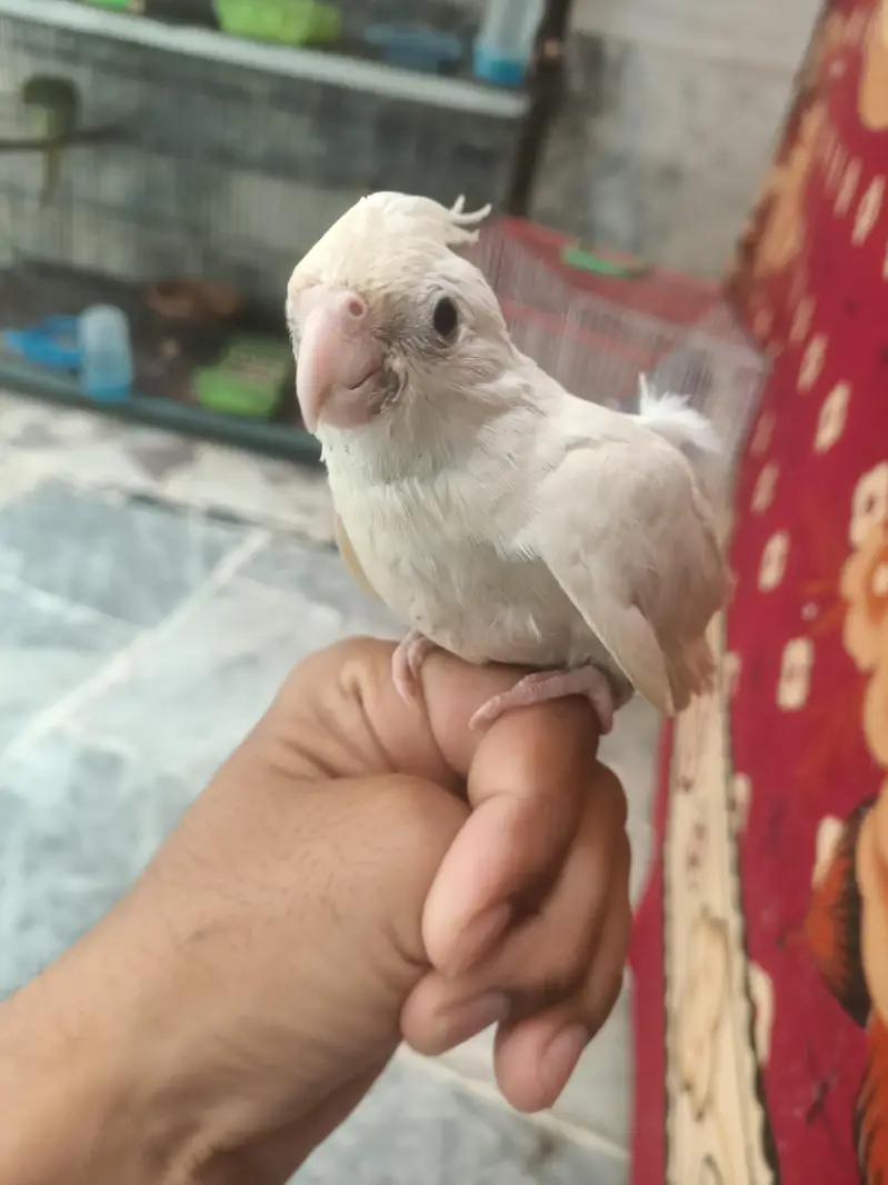 hantame cockatiel — photo 2