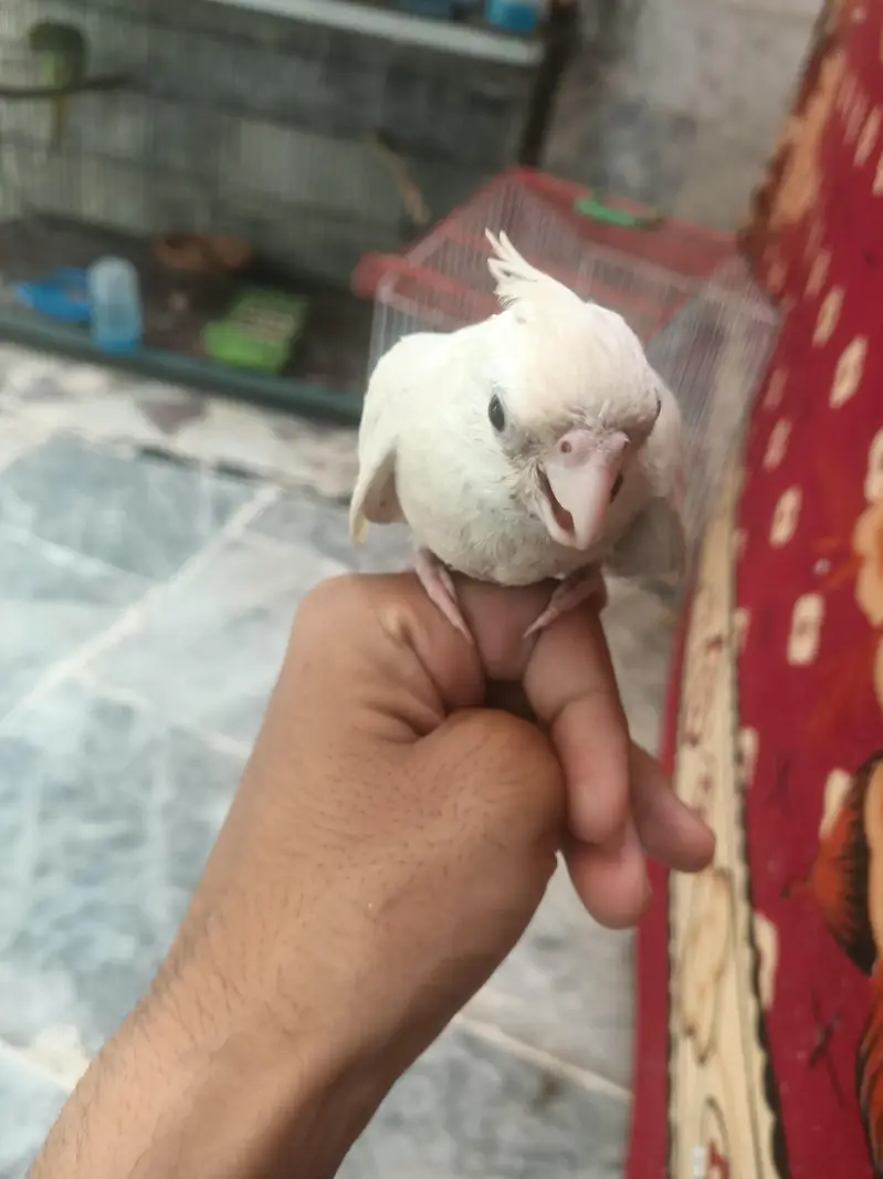 hantame cockatiel — photo 3